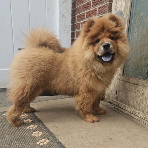 TORI - Chow Chow available for adoption