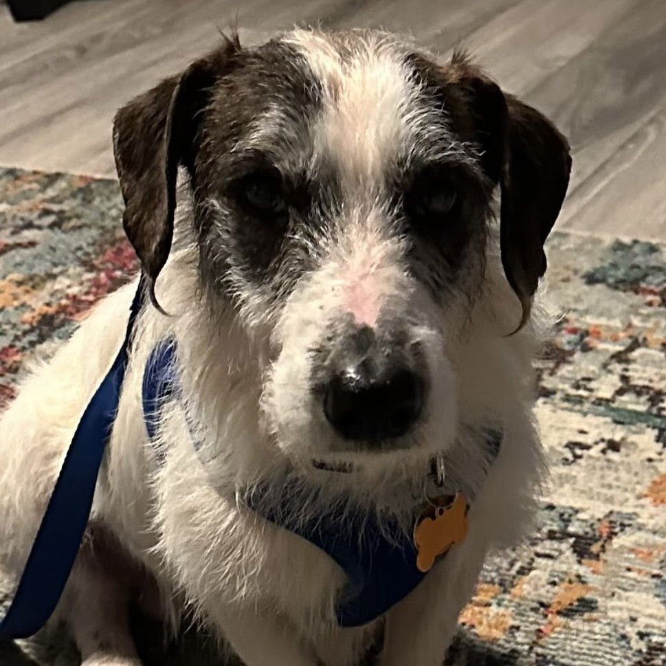 REGGIE - Terrier available for adoption