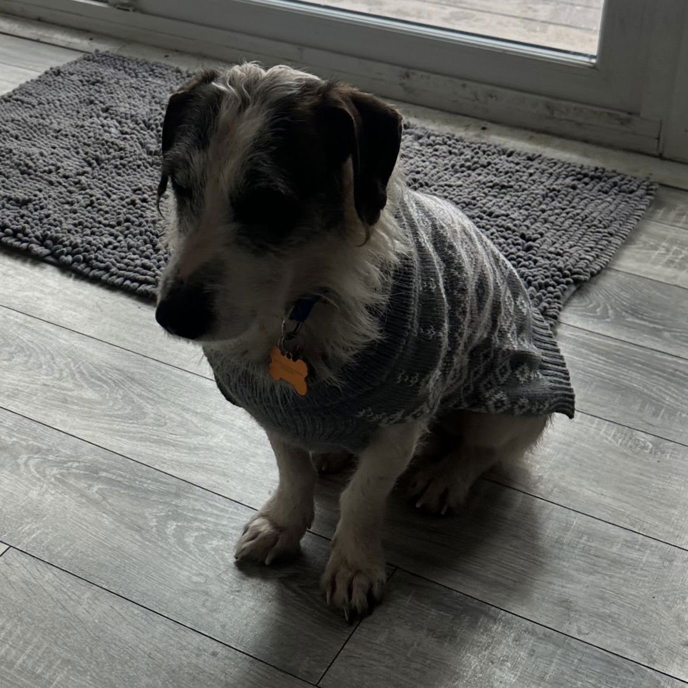 REGGIE - Terrier available for adoption