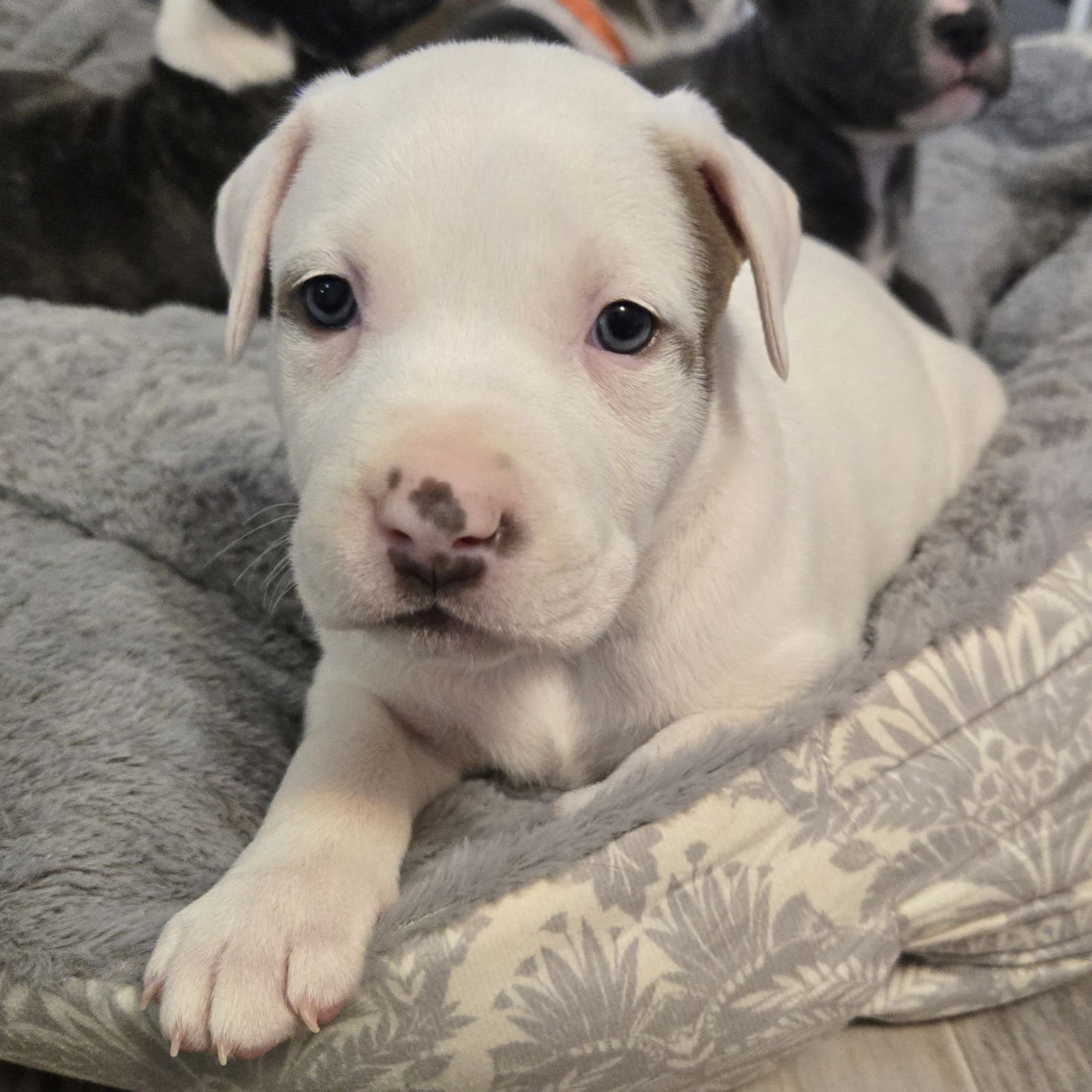 LATTE - Pit Bull Terrier available for adoption