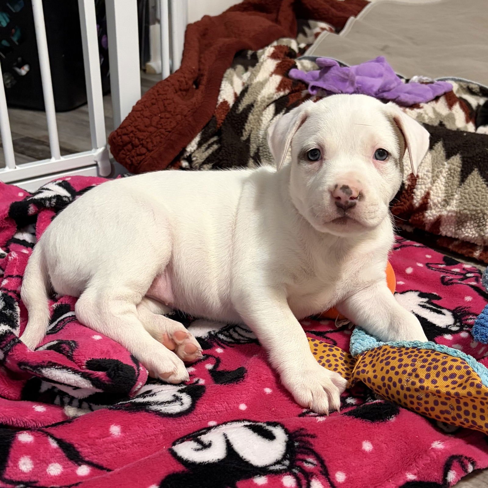 LATTE - Pit Bull Terrier available for adoption