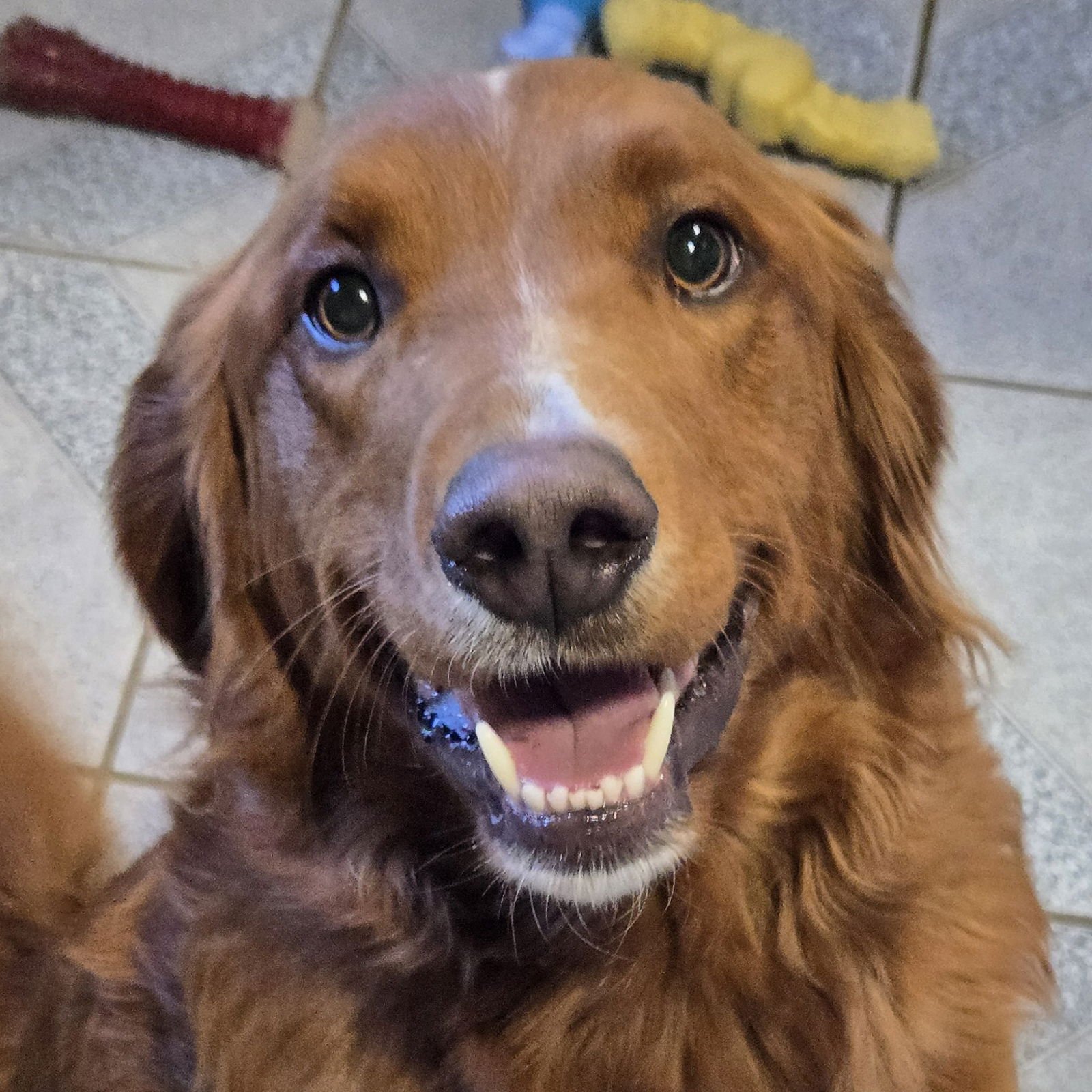 RUSTY - Golden Retriever / Poodle (Standard) available for adoption