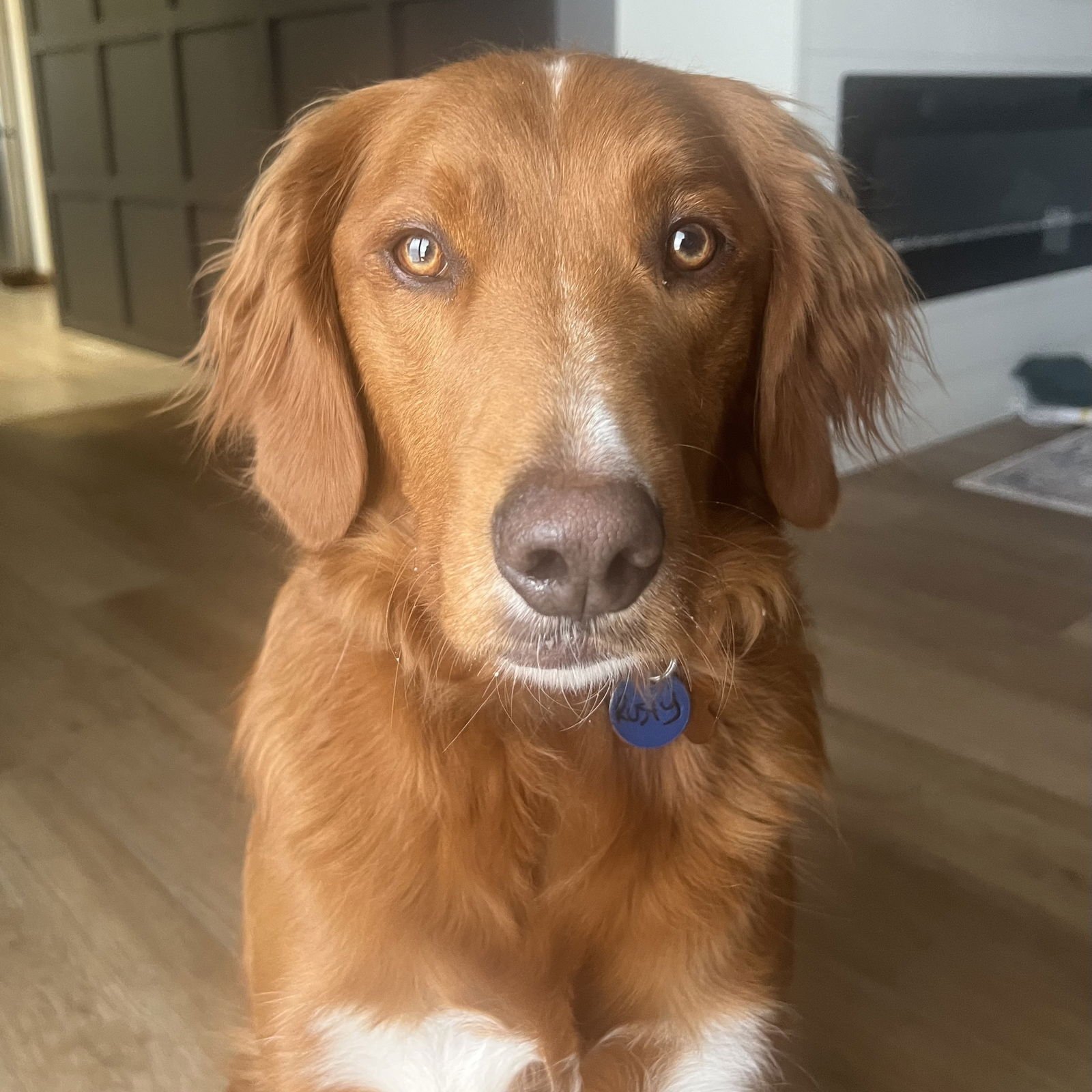 RUSTY - Golden Retriever / Poodle (Standard) available for adoption