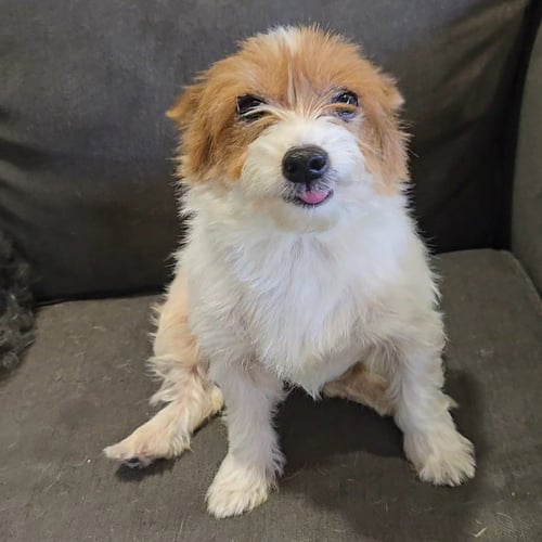 BUFFY - Yorkshire Terrier Yorkie available for adoption
