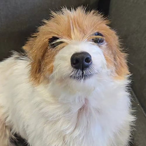 BUFFY - Yorkshire Terrier Yorkie available for adoption