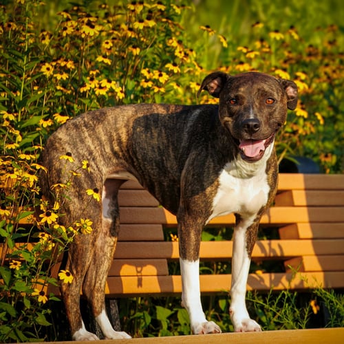 CECE - Pit Bull Terrier available for adoption