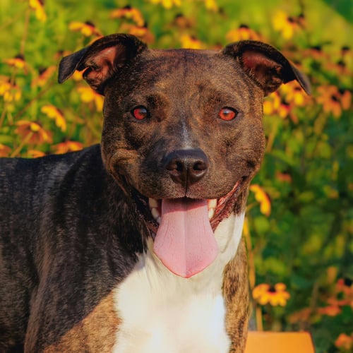 CECE - Pit Bull Terrier available for adoption
