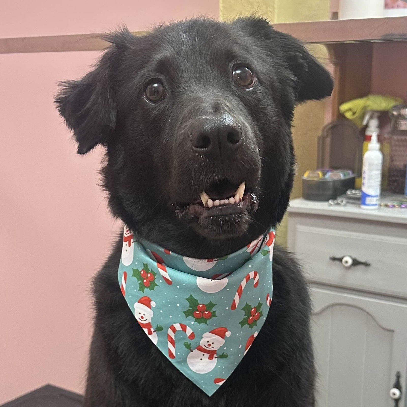 DIO - Labrador Retriever / Chow Chow available for adoption