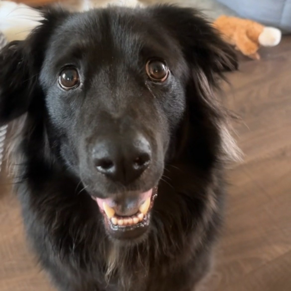 DIO - Labrador Retriever / Chow Chow available for adoption