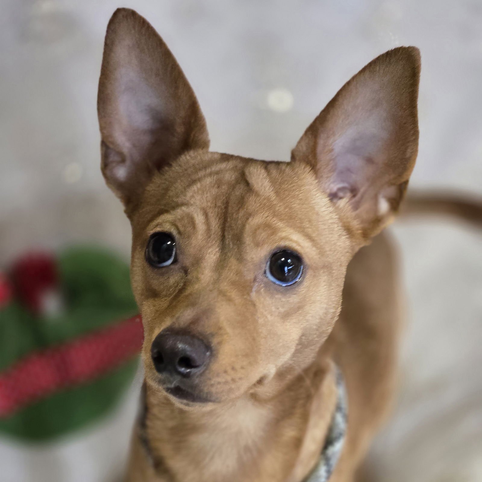 TINSEL - Chihuahua available for adoption