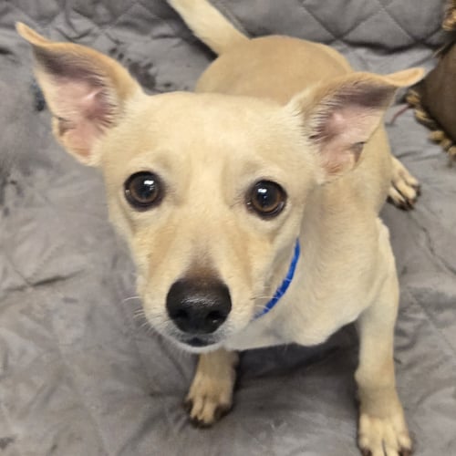 FONDUE - Chihuahua available for adoption