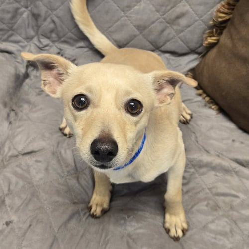 FONDUE - Chihuahua available for adoption