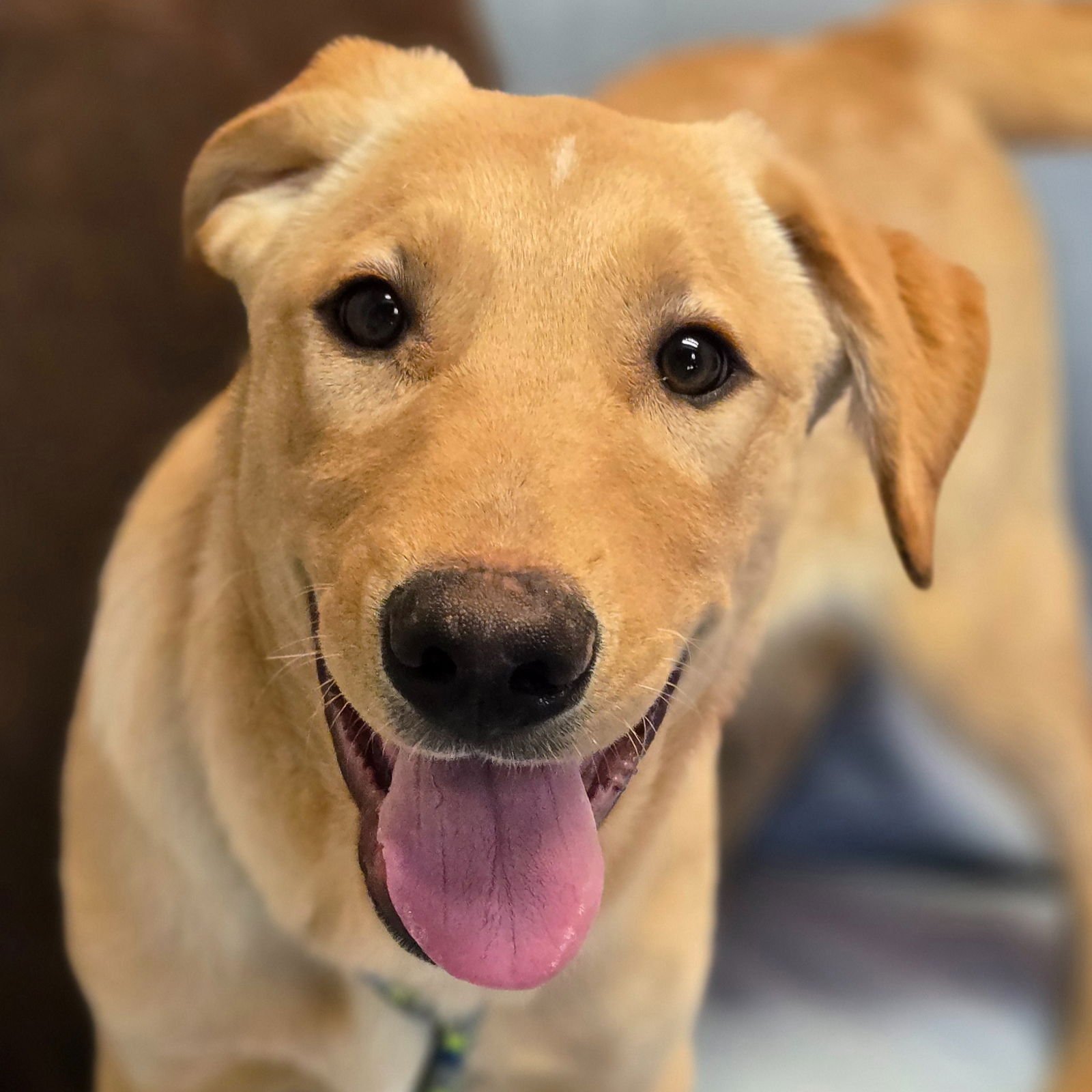 FERB - Labrador Retriever available for adoption