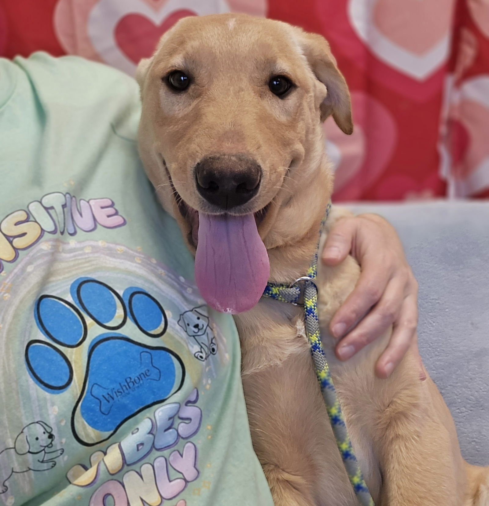 FERB - Labrador Retriever available for adoption