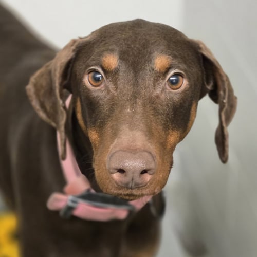 FIONA - Doberman Pinscher available for adoption