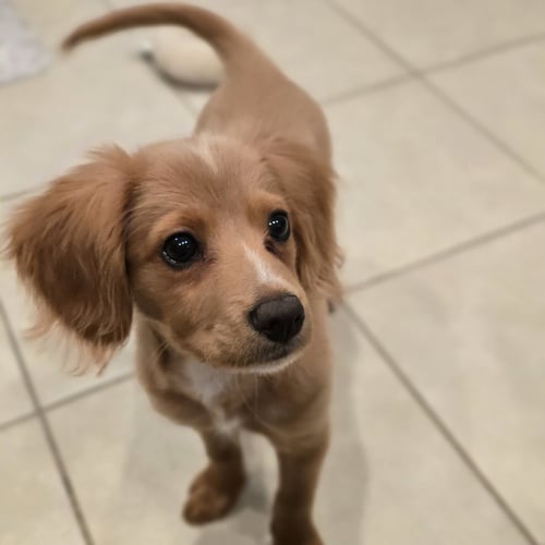 BRUNO - Cocker Spaniel available for adoption