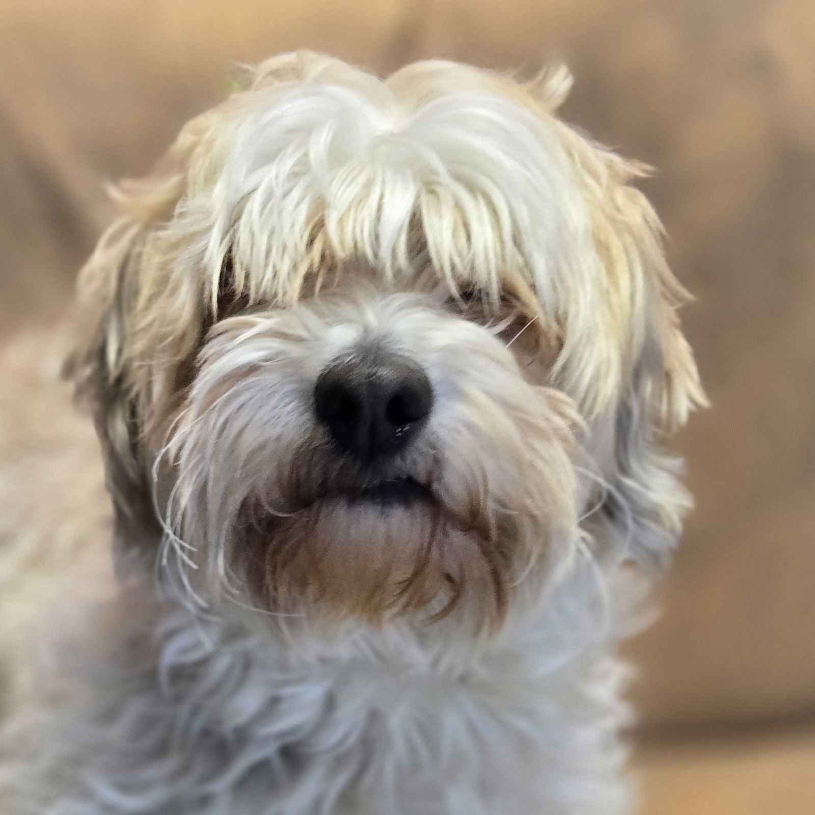 VECNA - Maltese available for adoption