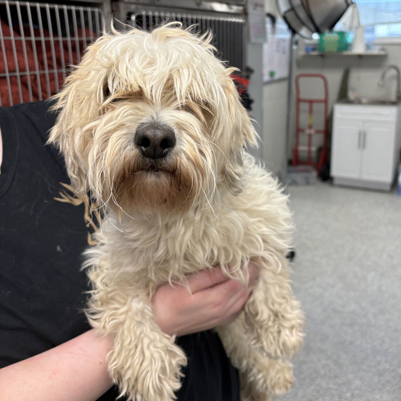 VECNA - Maltese available for adoption