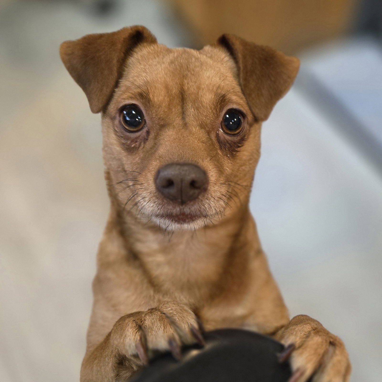 GRACE - Chihuahua available for adoption