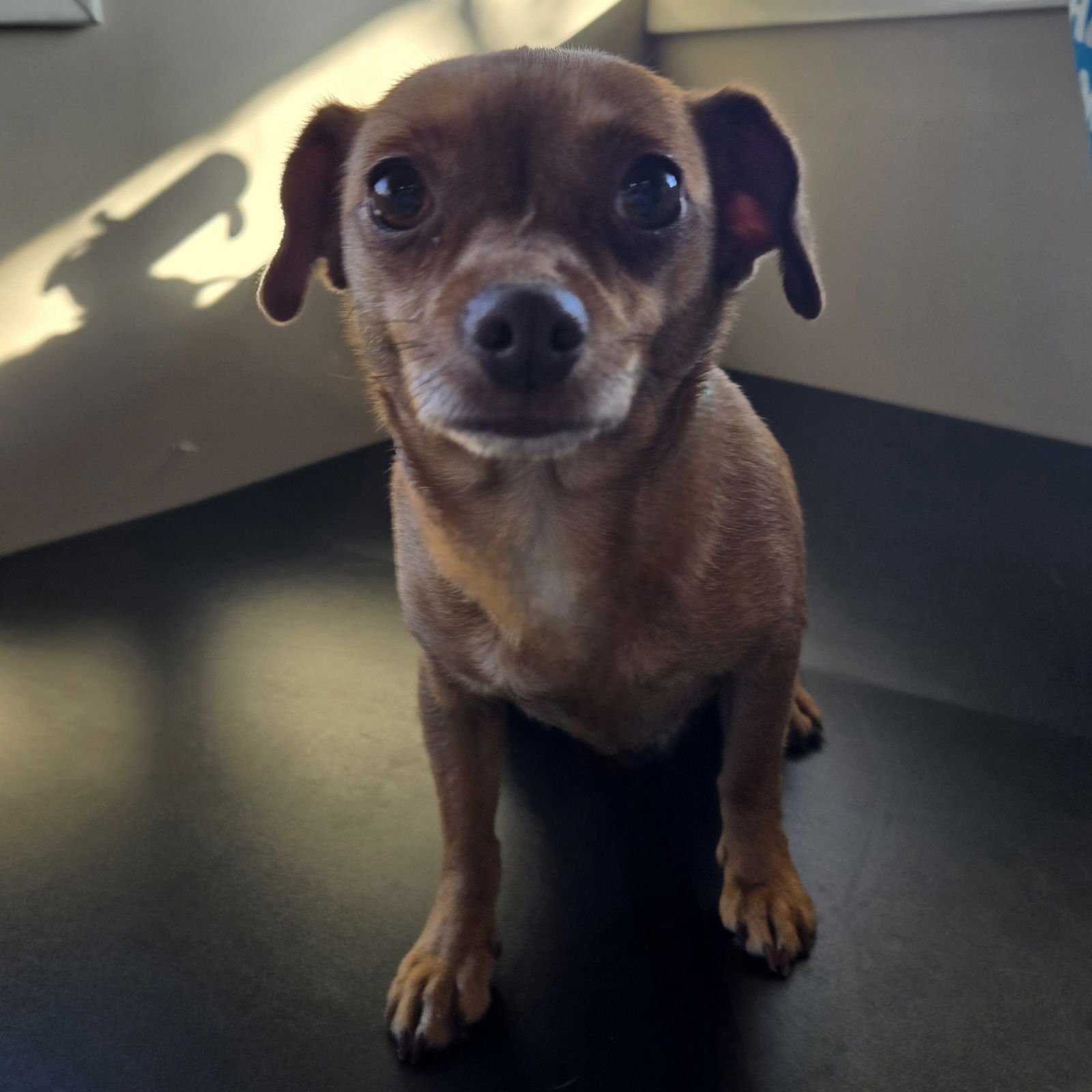 GRACE - Chihuahua available for adoption