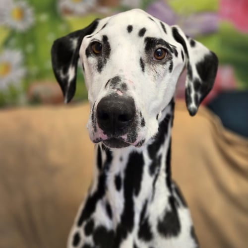 MR. PICKLES - Dalmatian available for adoption