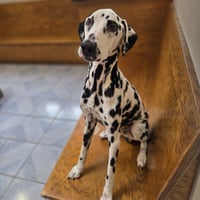 Mr. Pickles - Photo 2