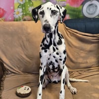 Mr. Pickles - Photo 3