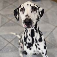 Mr. Pickles - Photo 4