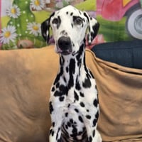 Mr. Pickles - Photo 5