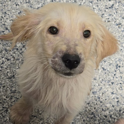 SLIDER - Golden Retriever available for adoption