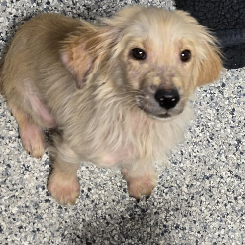 SLIDER - Golden Retriever available for adoption