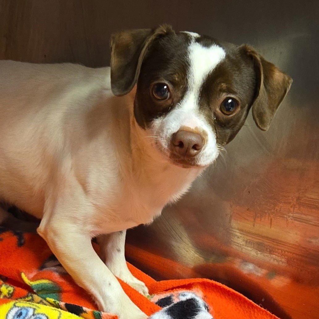 FLYNN - Chihuahua available for adoption