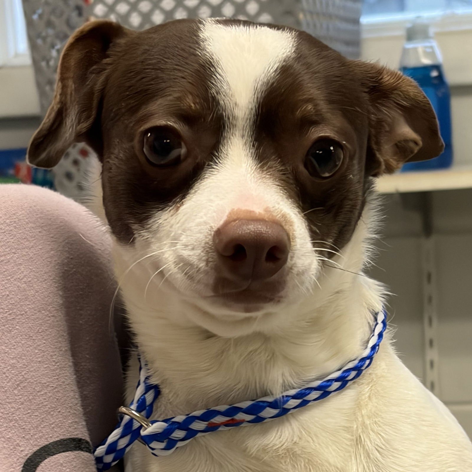 FLYNN - Chihuahua available for adoption