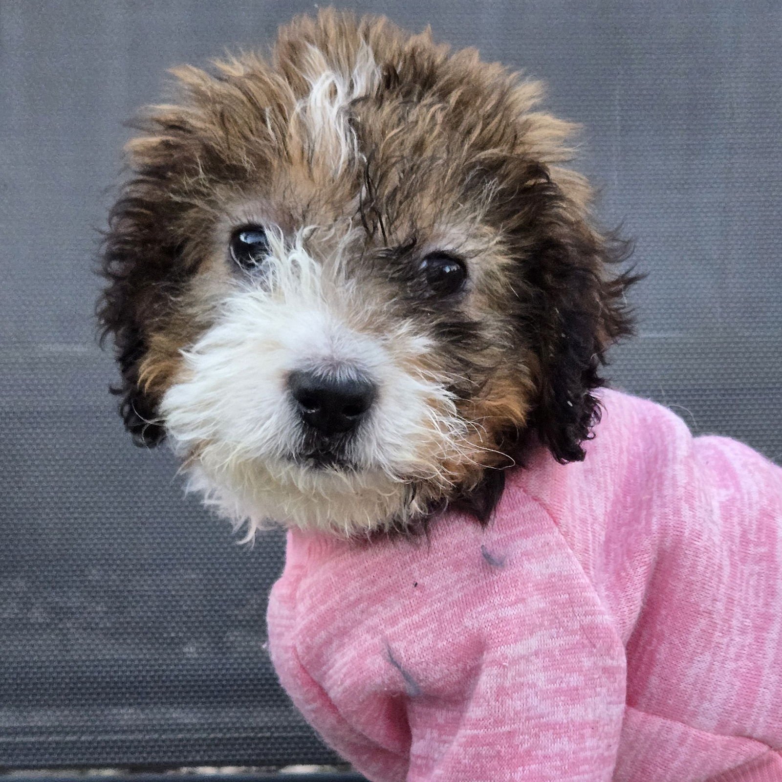 NITA - Bernese Mountain Dog / Poodle (Miniature) available for adoption