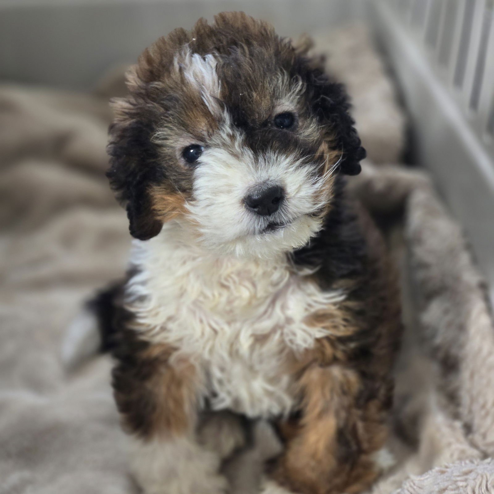 NITA - Bernese Mountain Dog / Poodle (Miniature) available for adoption