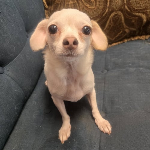 NEBULA - Chihuahua available for adoption