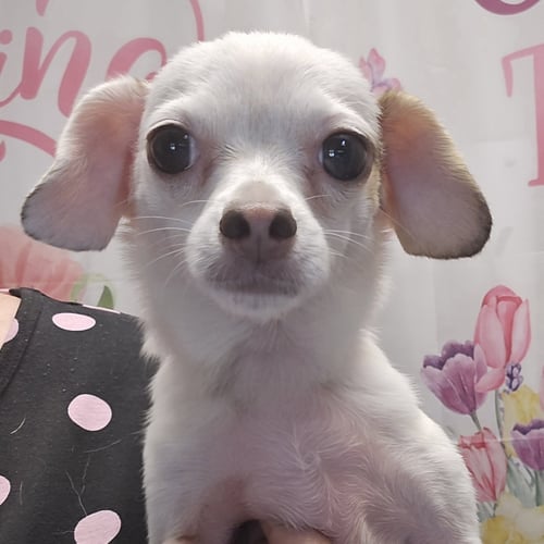 NEBULA - Chihuahua available for adoption