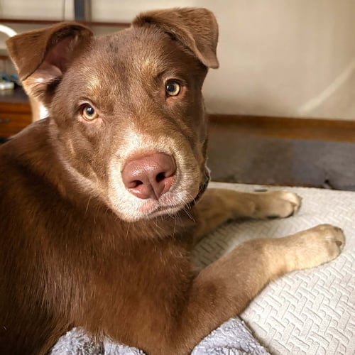STOUT - Unknown available for adoption