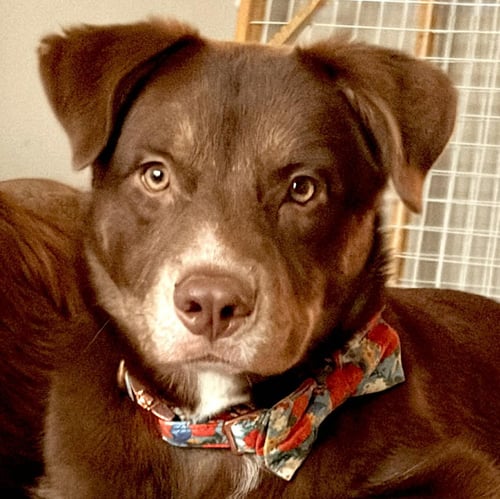 STOUT - Unknown available for adoption