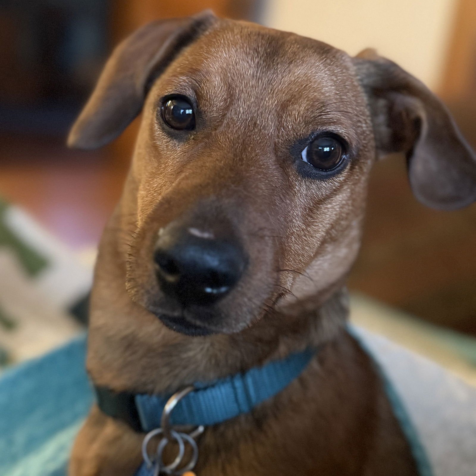 GONDOLA - Dachshund available for adoption