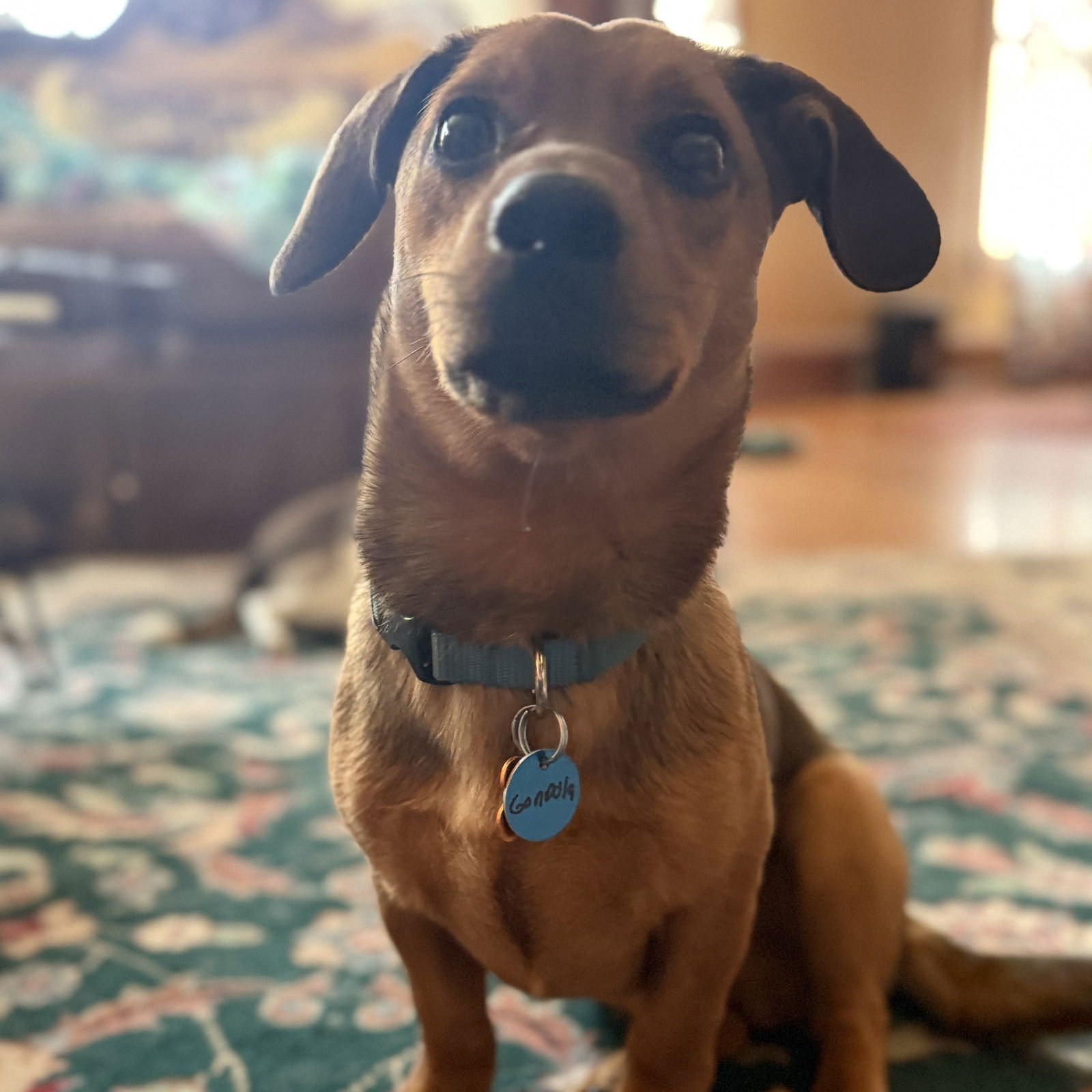 GONDOLA - Dachshund available for adoption