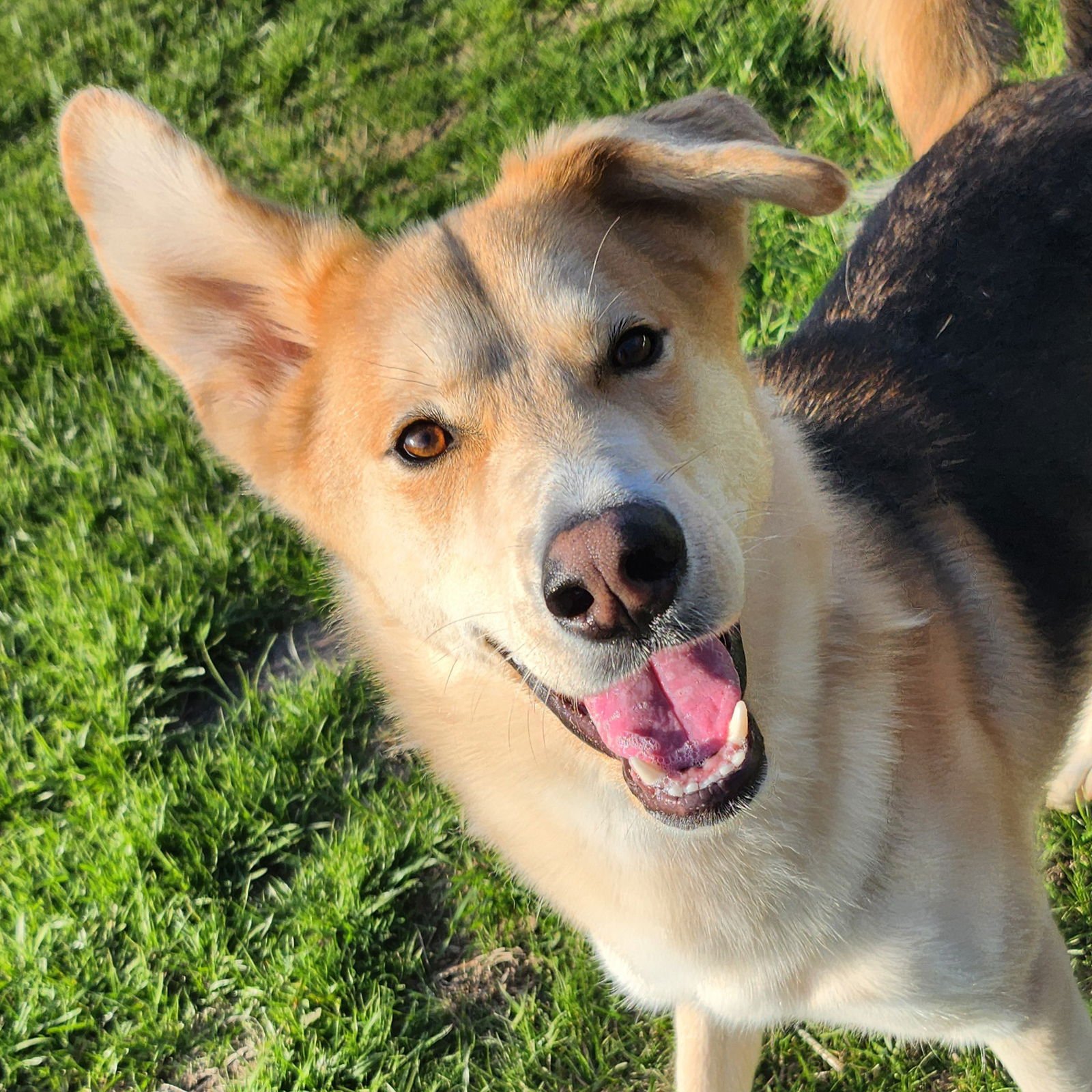 BARON - Shepherd available for adoption