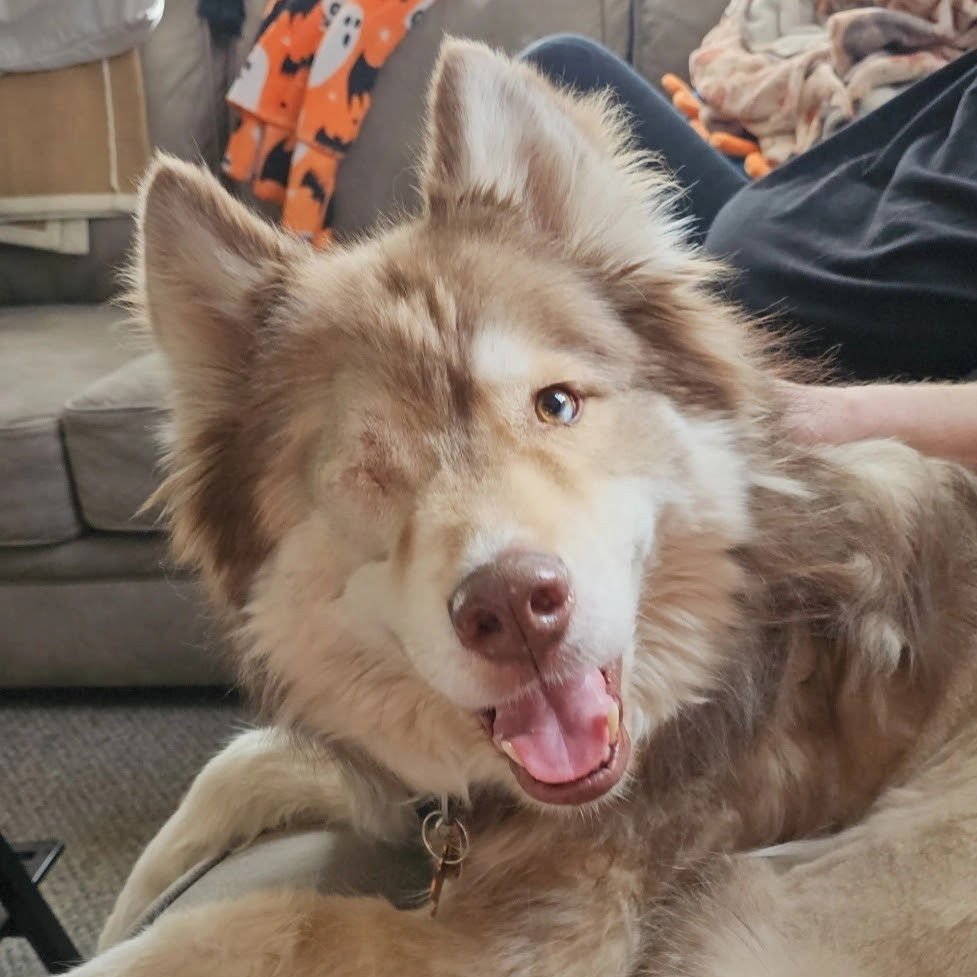 BARKLEY - Siberian Husky available for adoption