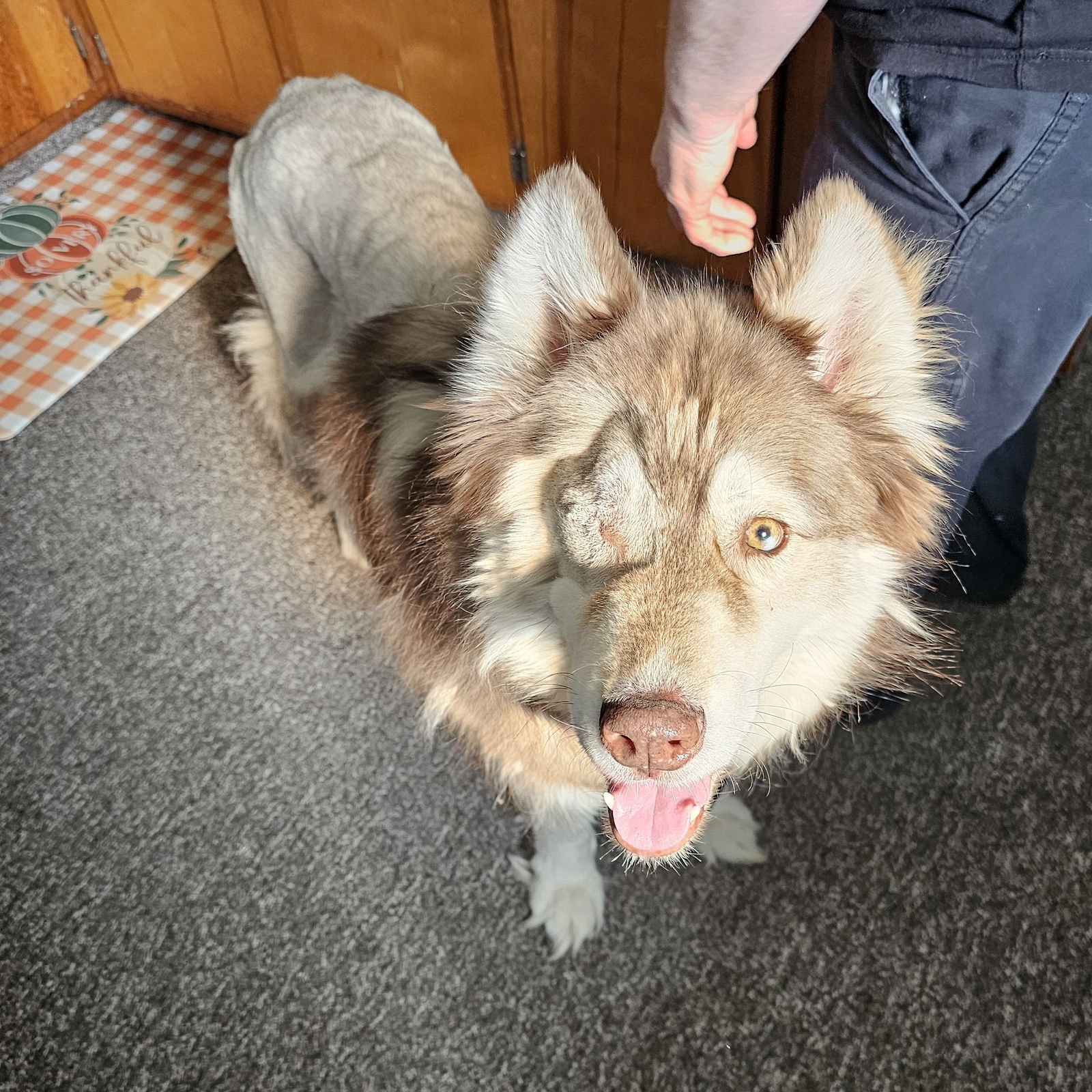 BARKLEY - Siberian Husky available for adoption