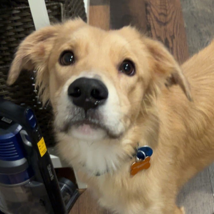 ZEPHYR - Golden Retriever available for adoption