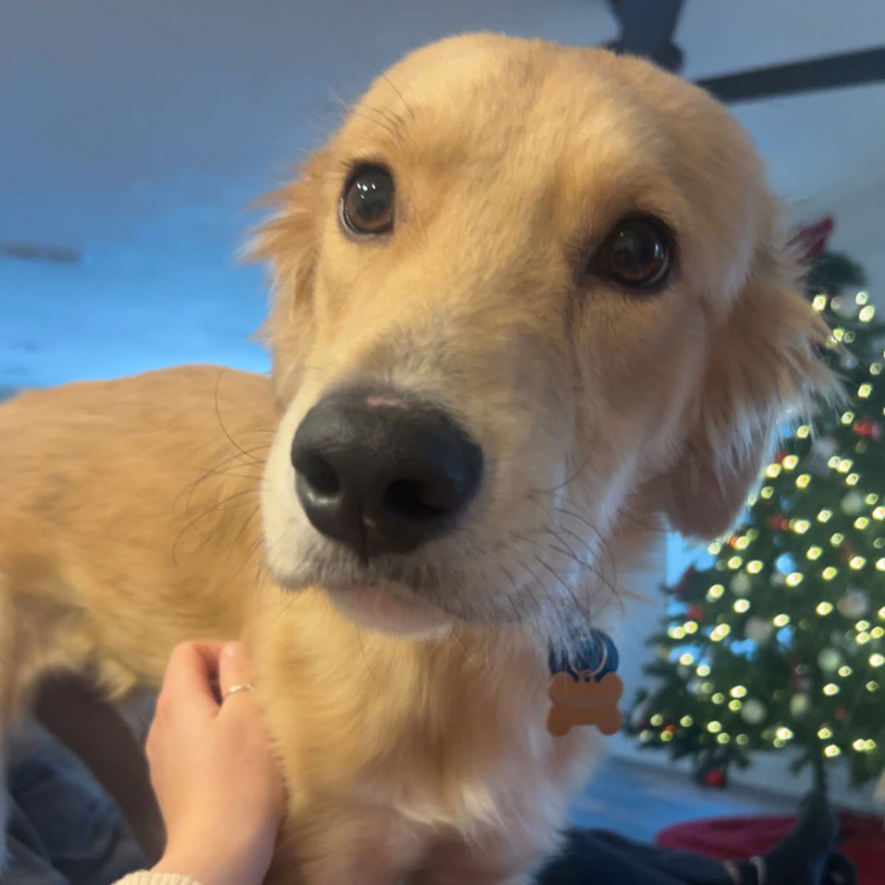 ZEPHYR - Golden Retriever available for adoption