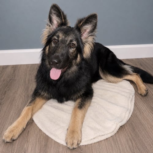 FINN - Shepherd available for adoption