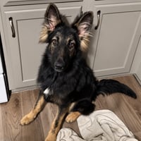 Finn - Photo 3