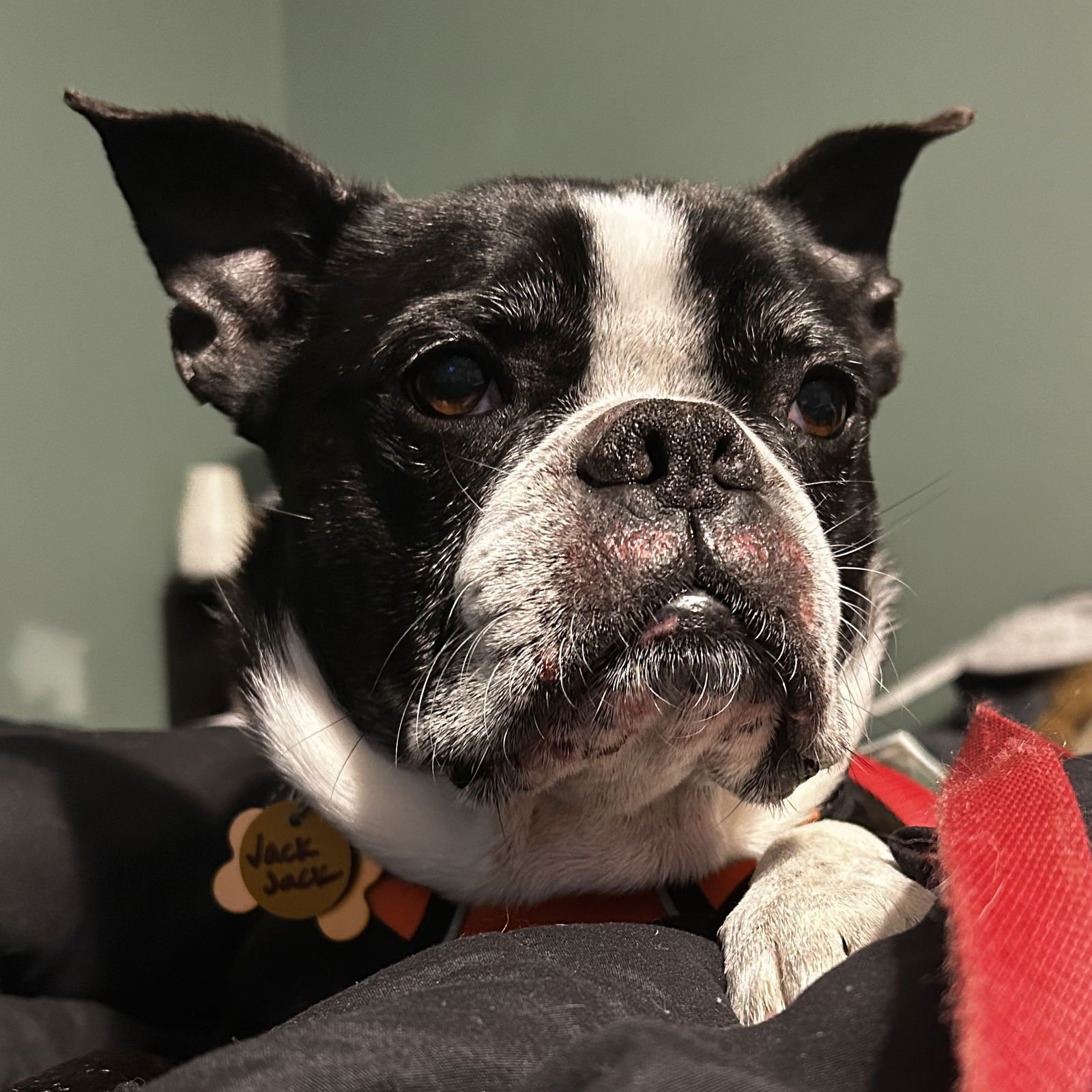 JACK JACK - Boston Terrier available for adoption