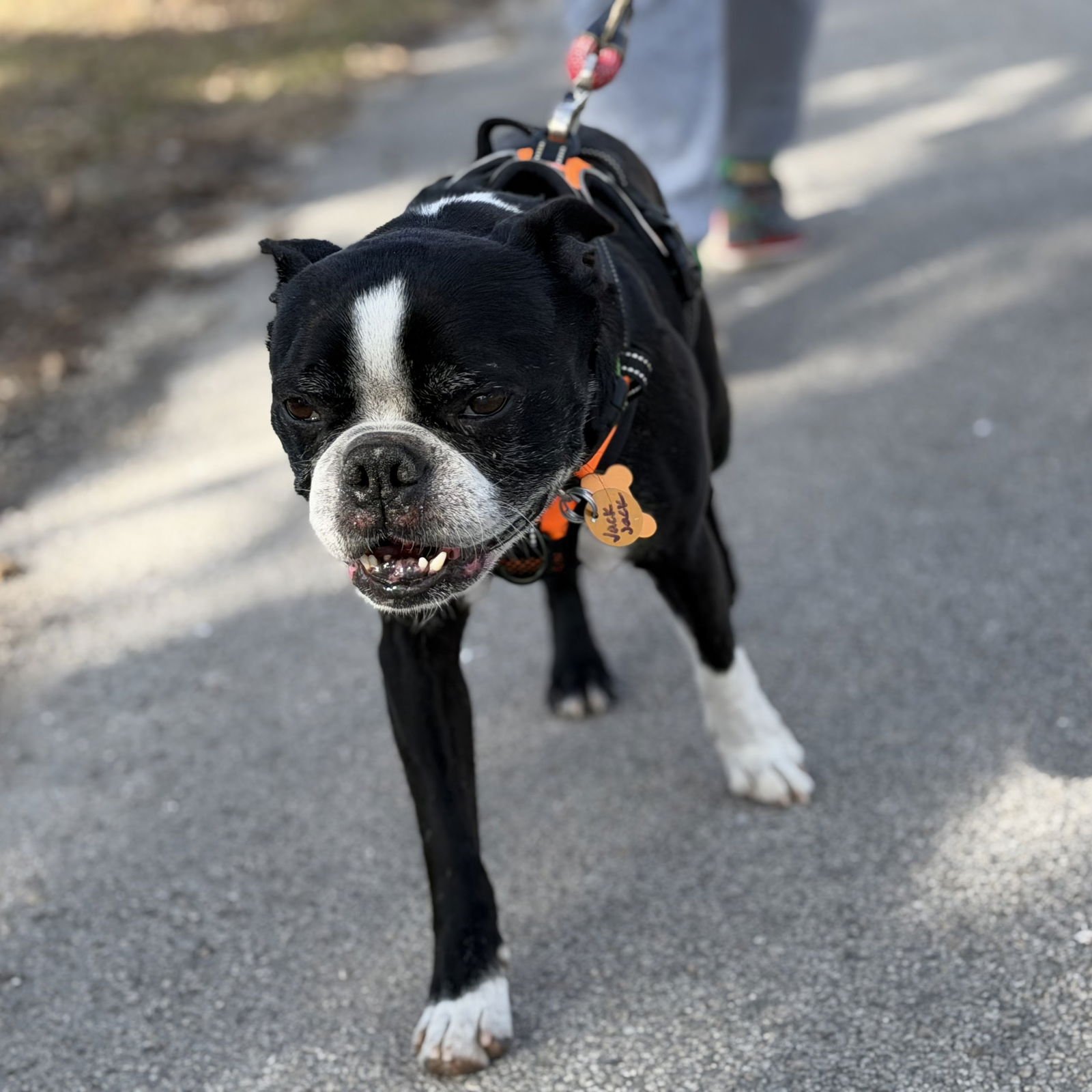 JACK JACK - Boston Terrier available for adoption